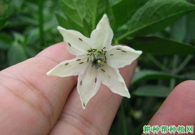 什么是蓟马