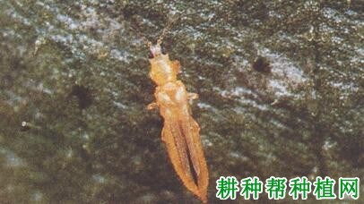 什么是蓟马
