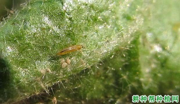 什么是蓟马