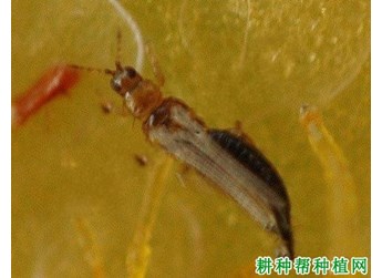 什么是蓟马