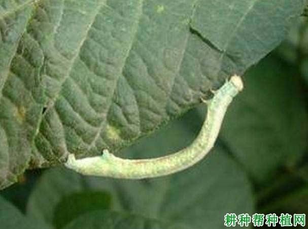 什么是尺蠖