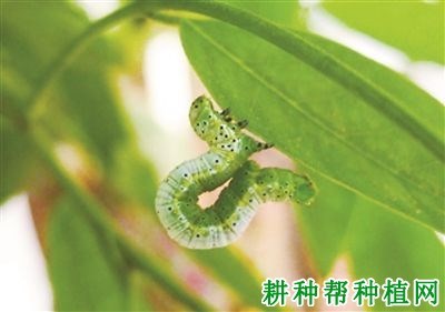 什么是尺蠖