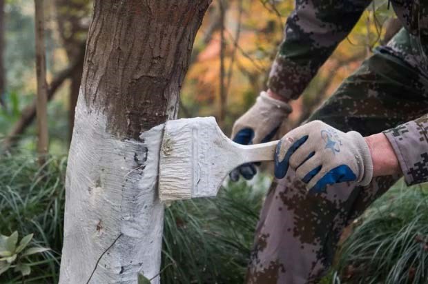 果树常见伤口保护剂配制及使用