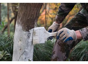果树常见伤口保护剂配制及使用