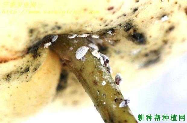 什么是介壳虫