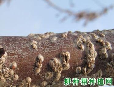 什么是介壳虫