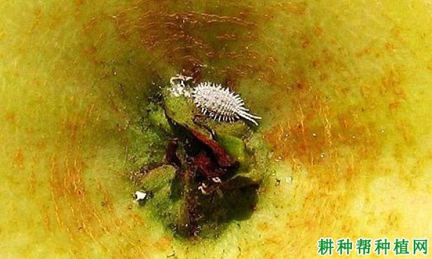 什么是介壳虫