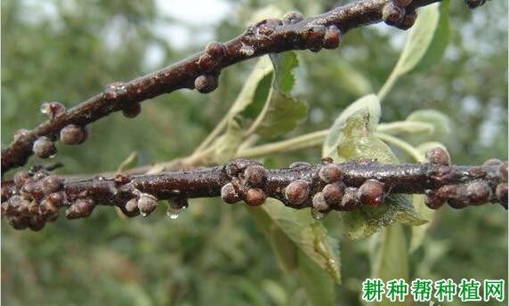 什么是介壳虫