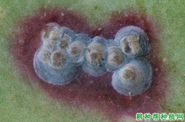 什么是介壳虫