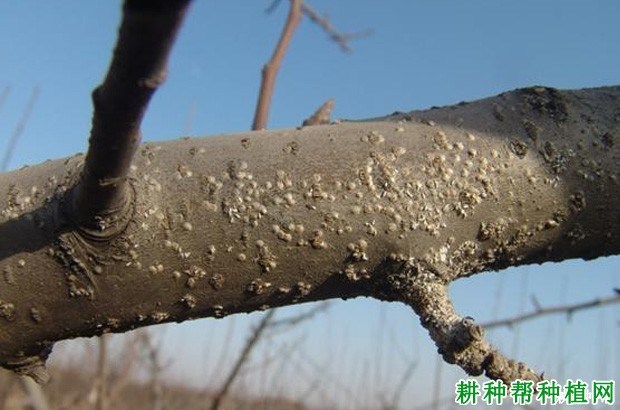 什么是介壳虫