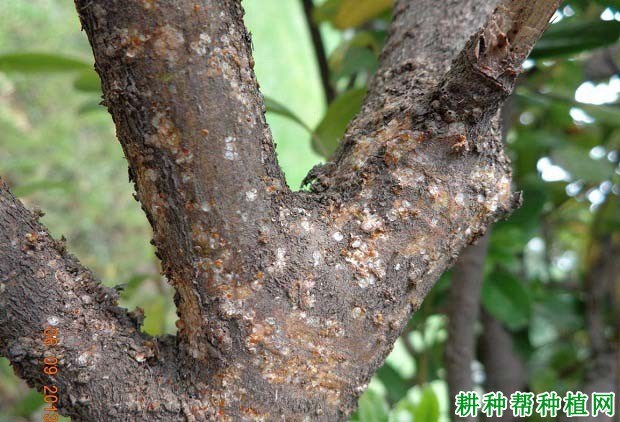 什么是介壳虫