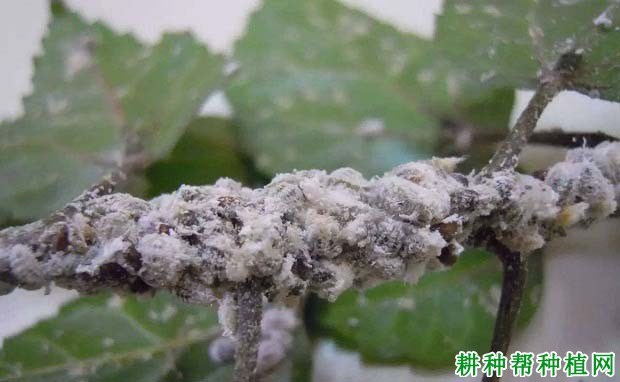什么是介壳虫