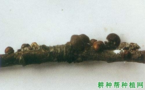 什么是介壳虫