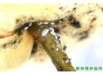 什么是介壳虫