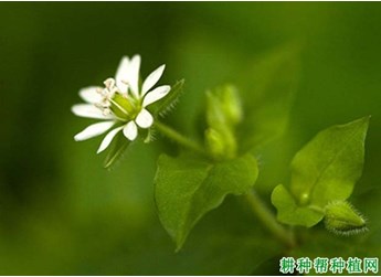 什么是繁缕