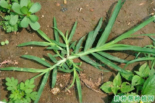 什么是一年生杂草