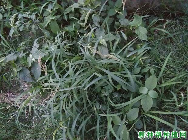 什么是一年生杂草