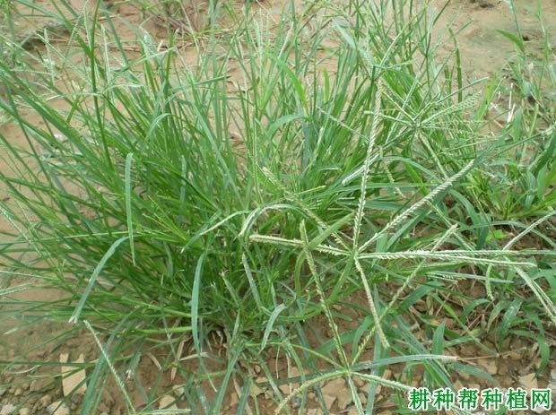 什么是一年生杂草