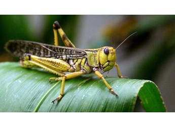 昆虫病毒生防制剂的杀虫机理是什么？