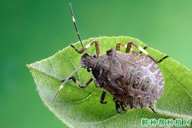 什么是蝽蟓