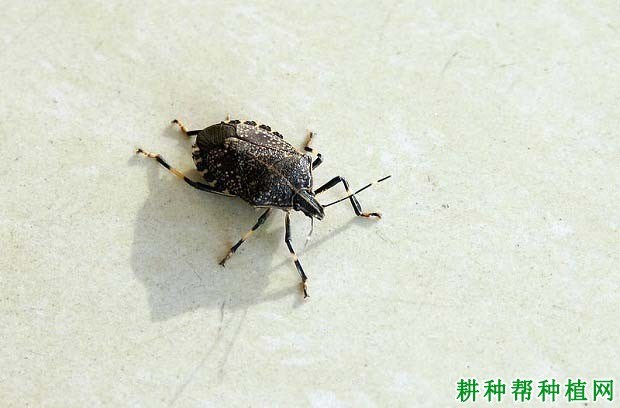 什么是蝽蟓