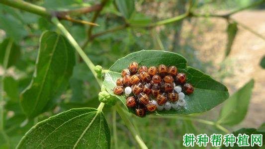 什么是蝽蟓