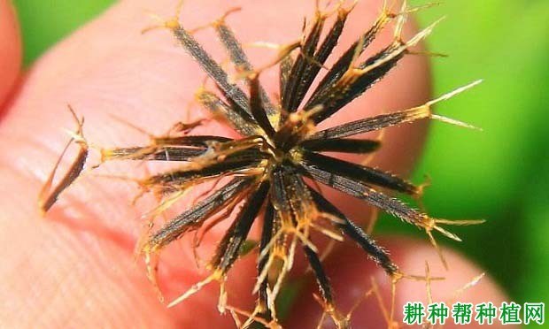 什么是鬼针草