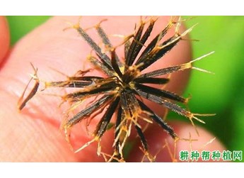 什么是鬼针草