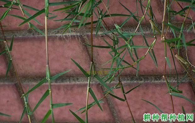 什么是狗牙根