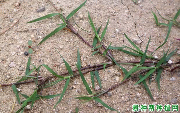 什么是狗牙根