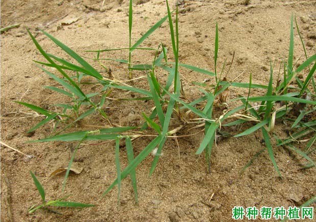 什么是狗牙根