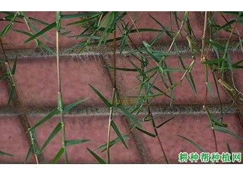 什么是狗牙根