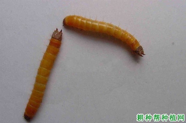 什么是金针虫