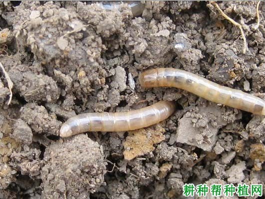什么是金针虫
