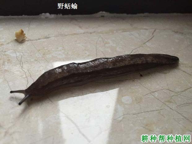 什么是蛞蝓