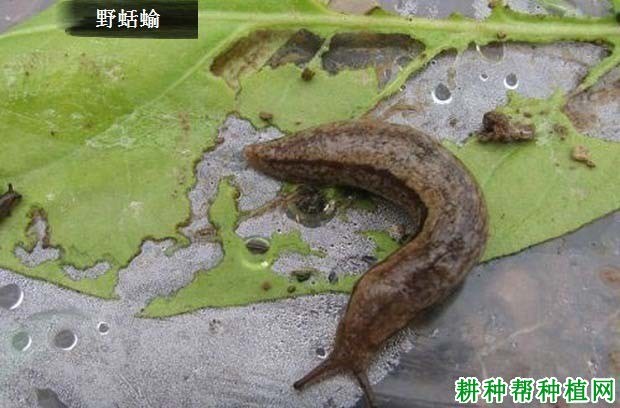 什么是蛞蝓