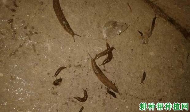 什么是蛞蝓