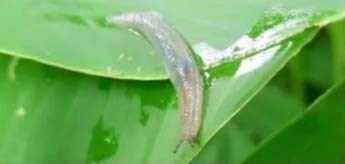 什么是蛞蝓