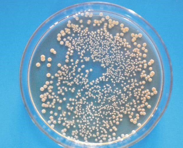 微生物菌剂来源和作用机制