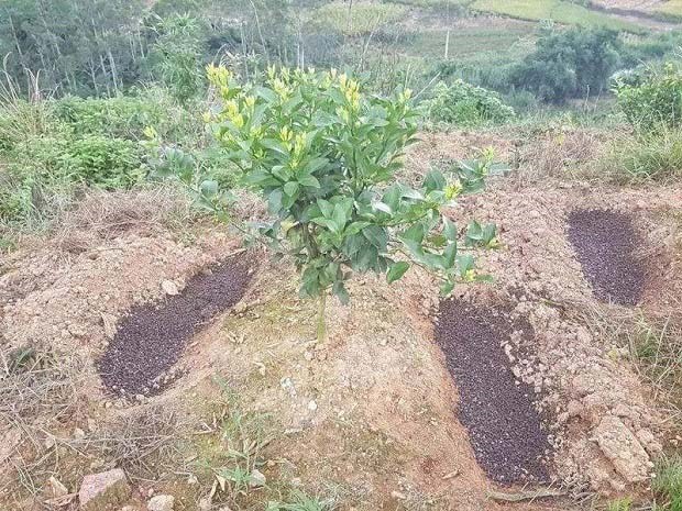 微生物肥料施用注意事项