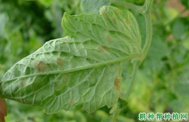 甲基托布津在防治茄果类病害中的应用