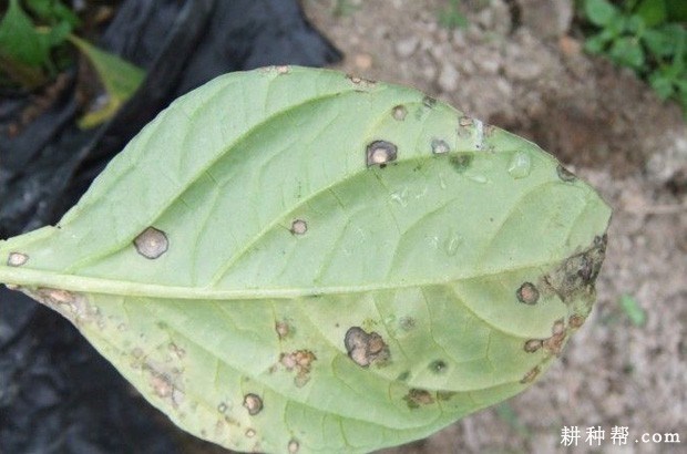 甲基托布津在防治茄果类病害中的应用