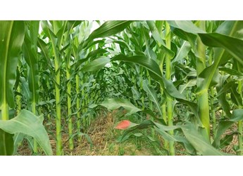 玉米田各种除草剂优劣势