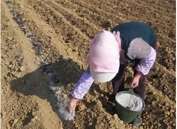 秋播作物“喜磷”有讲究 施肥需配有机肥 秋播作物“喜磷”有讲究 施肥需配有机肥