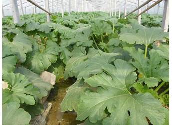 蔬菜施微肥注意事项
