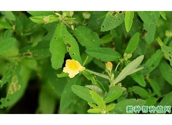 什么是黄花稔
