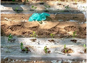 蔬菜肥料施用注意这四点