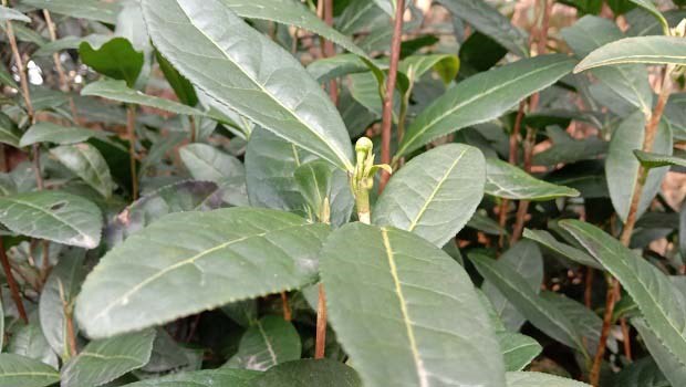 南京农业大学成功研发新型植物诱抗剂