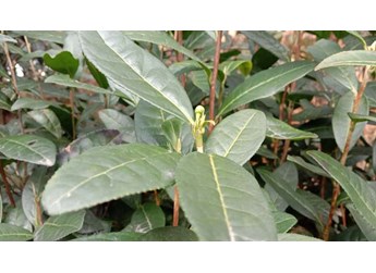 南京农业大学成功研发新型植物诱抗剂