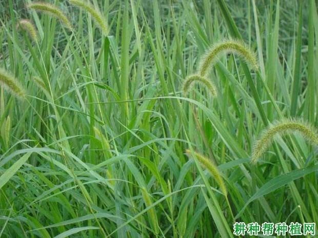 什么是狗尾草